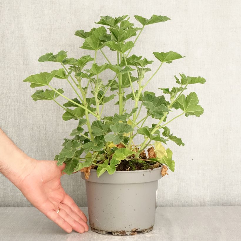 Amostra de Malva arbórea Barnsley Baby Vaso de 2 L/3 L tal como entregue na primavera