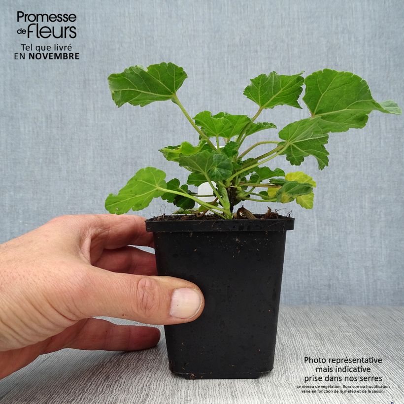 Amostra de Malva arbórea Burgundy Wine Vaso de 8/9 cm tal como entregue no outono