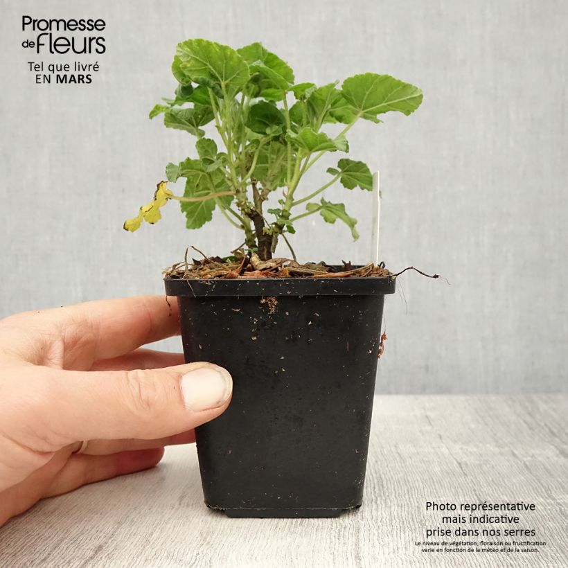 Amostra de Malva arbórea Burgundy Wine Vaso de 8/9 cm tal como entregue na primavera