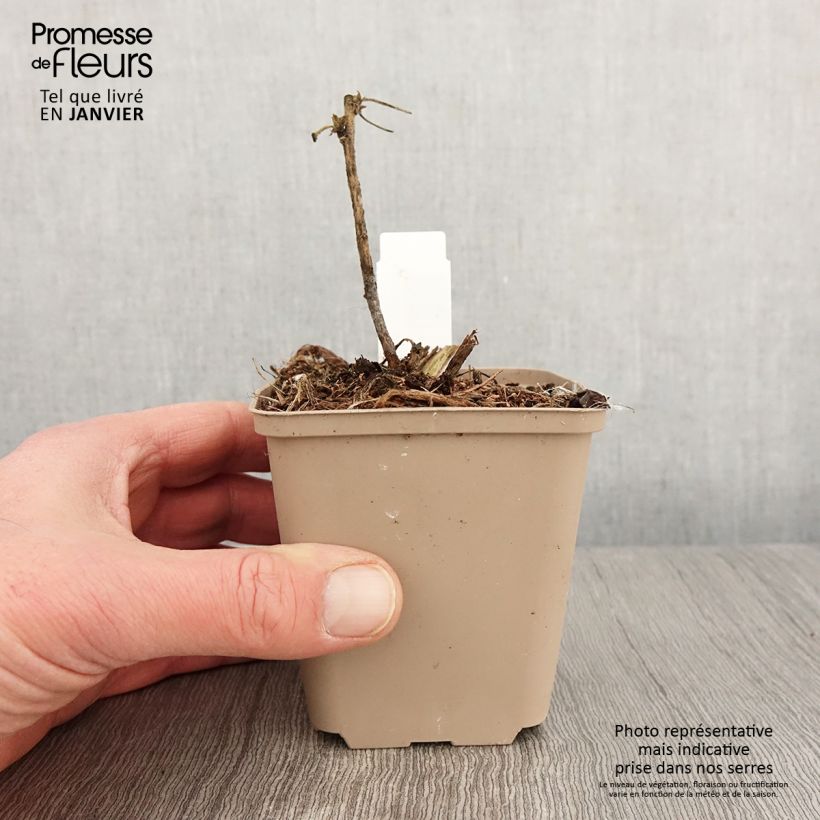 Amostra de Lavatère - Lavatera White Angel Vaso de 8/9 cm tal como entregue no inverno