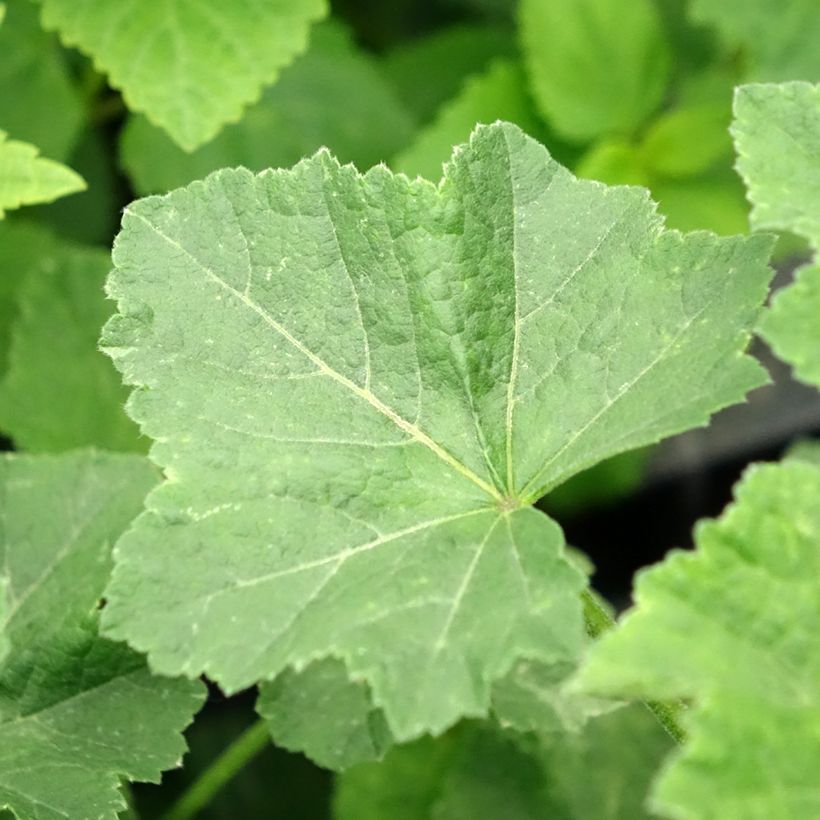 Malva arbórea White Angel (Folhagem)