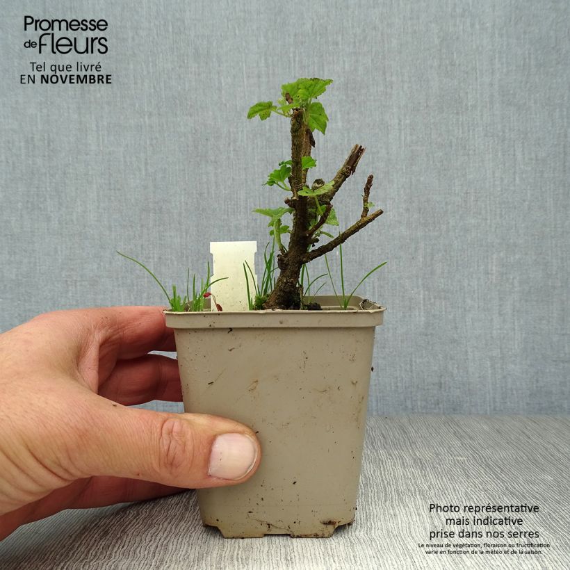 Amostra de Lavatera maritima Bicolor Vaso de 8/9 cm tal como entregue no outono