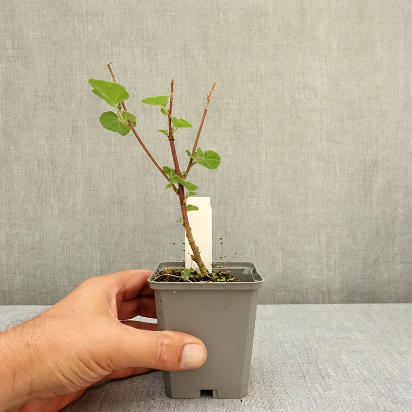 Amostra de Lavatera thuringiaca Bredon Springs Vaso de 8/9 cm tal como entregue no verão