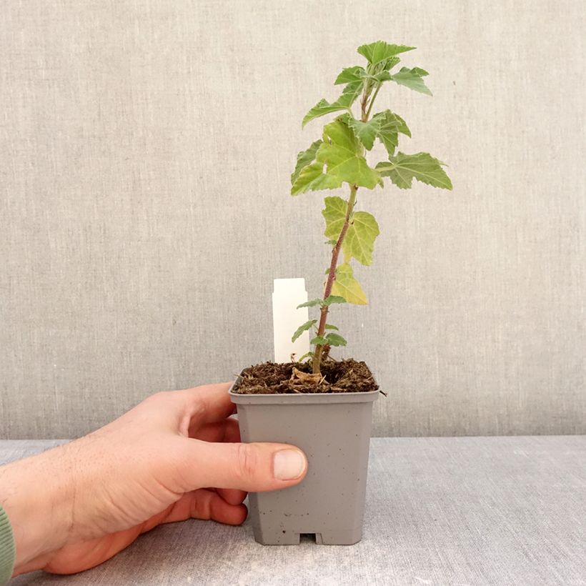 Amostra de Lavatera thuringiaca Bredon Springs Vaso de 8/9 cm tal como entregue no inverno