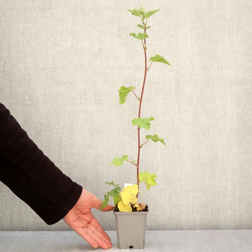 Amostra de Lavatera thuringiaca Bredon Springs Vaso de 8/9 cm tal como entregue na primavera