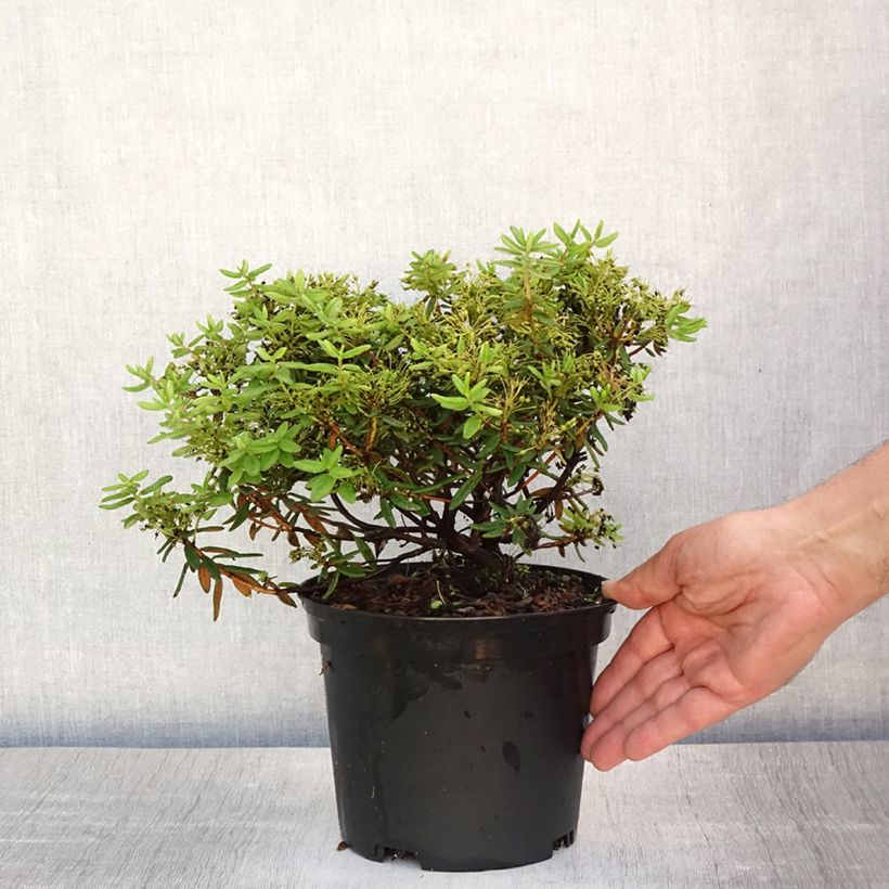 Amostra de Ledum groenlandicum Helma Vaso de 2 L/3 L tal como entregue no verão