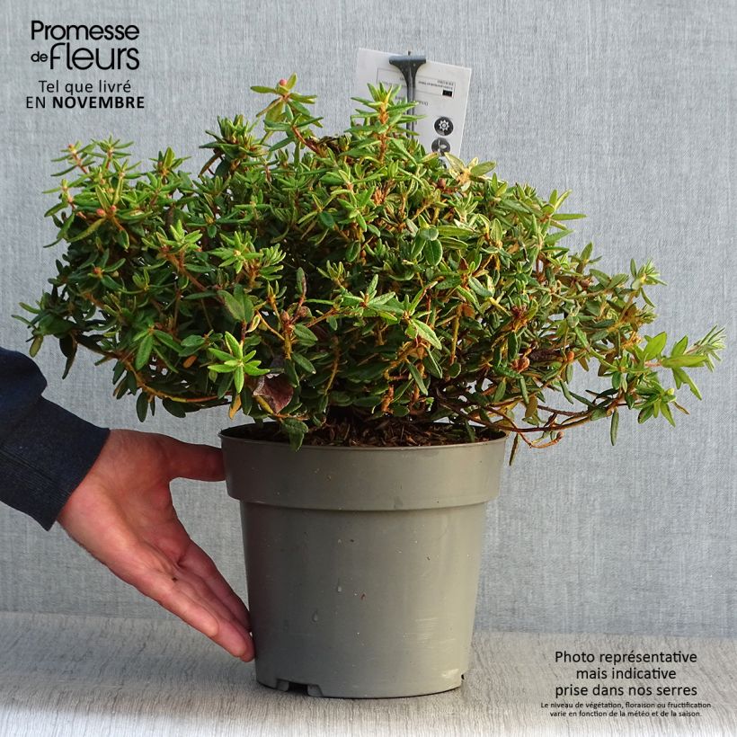 Amostra de Ledum groenlandicum Helma Vaso de 2 L/3 L tal como entregue no outono