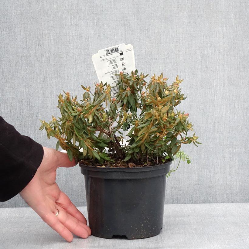 Amostra de Ledum groenlandicum Compactum - Thé du Labrador Vaso de 2 L/3 L tal como entregue no inverno