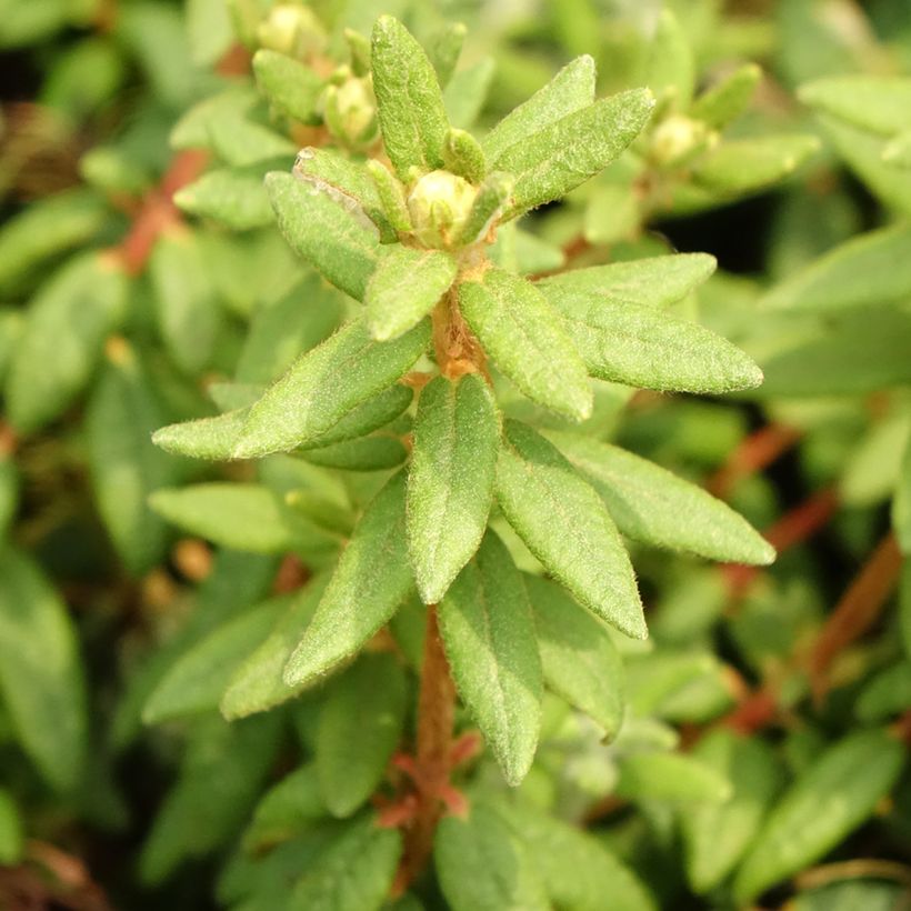 Ledum groenlandicum Compactum (Folhagem)