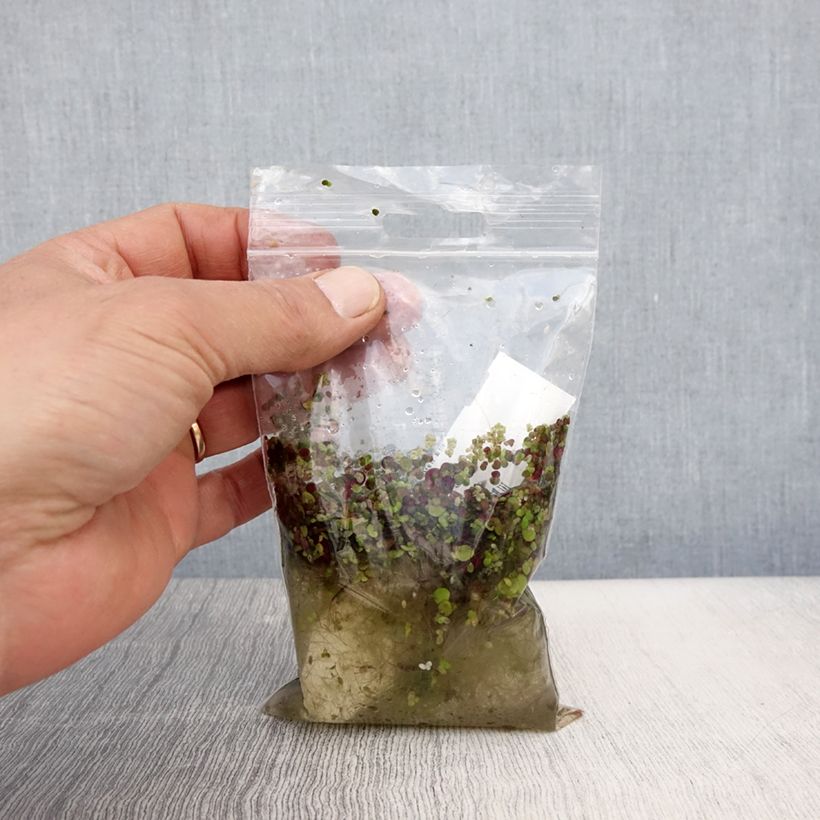 Amostra de Spirodela polyrhiza - Grande lentille d'eau Petites Racines nues tal como entregue na primavera