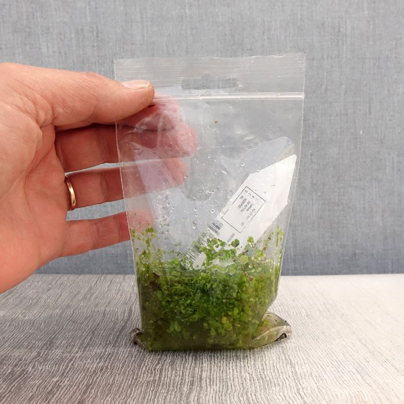 Amostra de Lemna minor - Petite lentille d'eau Petites Racines nues tal como entregue na primavera