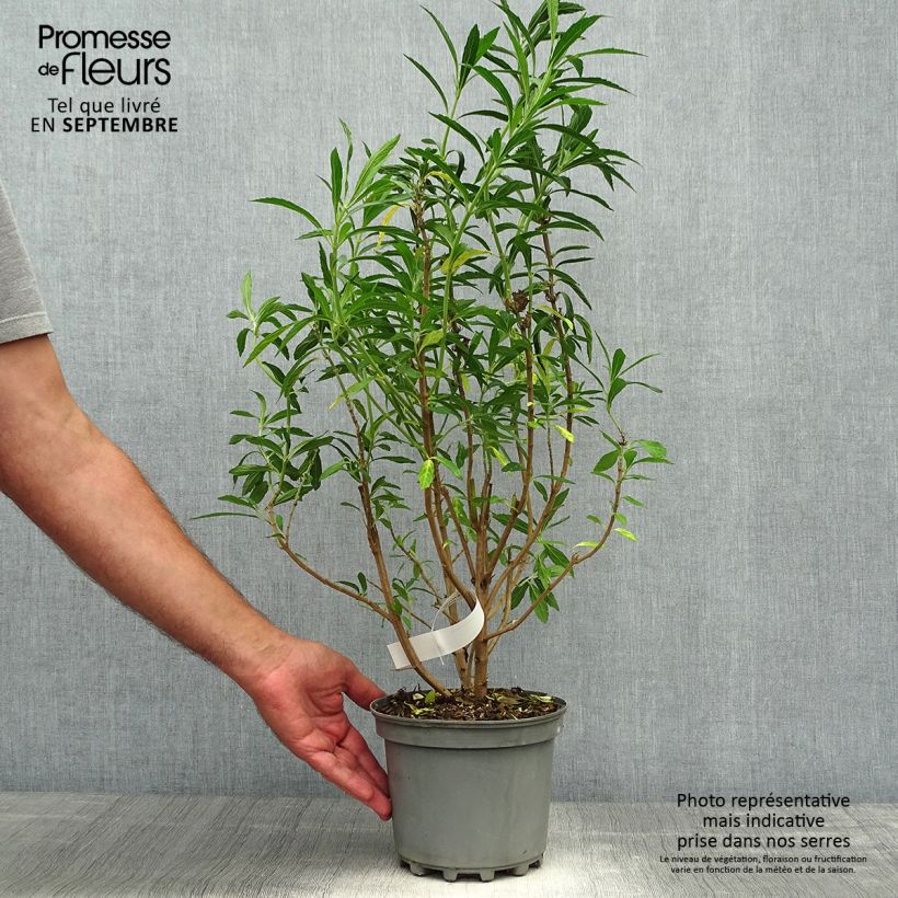 Amostra de Leonotis leonurus - Queue de lion Pot de 3L/4L tal como entregue no outono