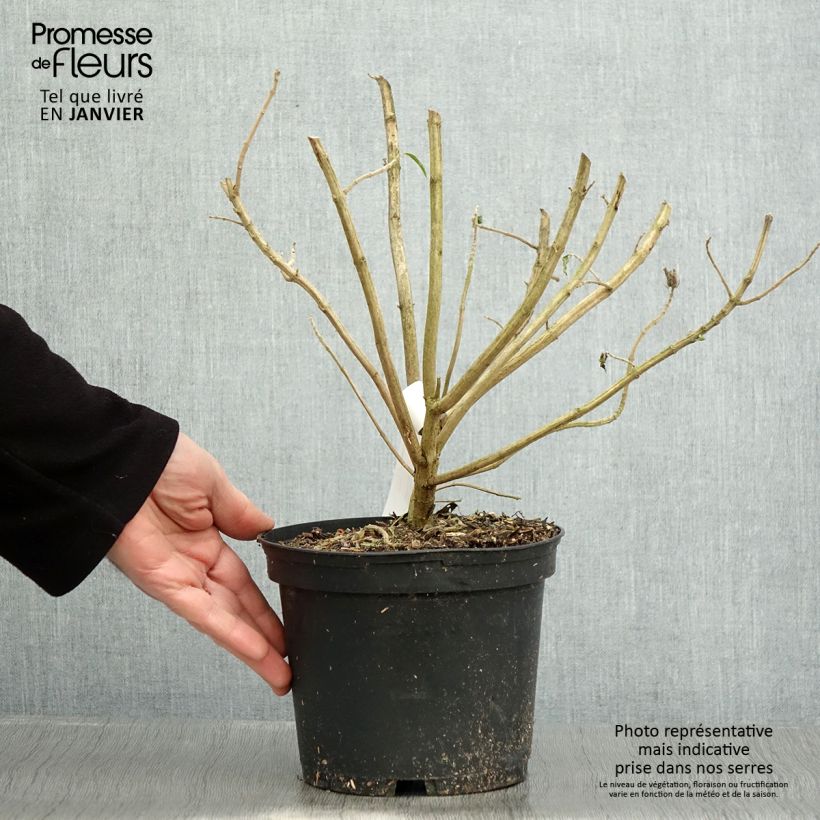 Amostra de Leonotis leonurus - Queue de lion Vaso de 3 L/4 L tal como entregue no inverno