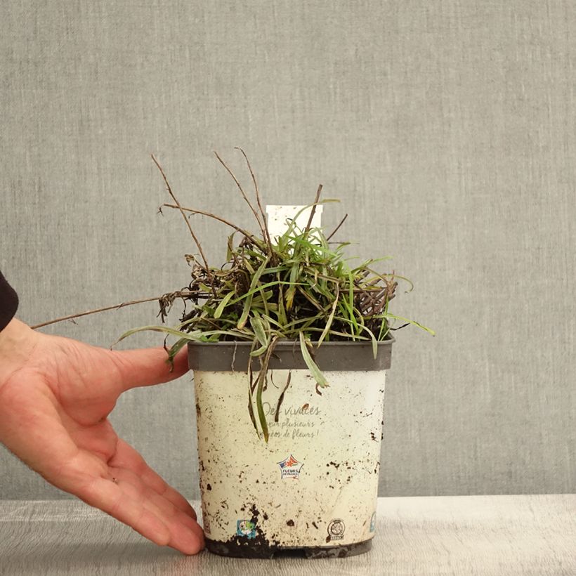 Amostra de Leontopodium alpinum Blossom of Snow Vaso de 2 L/3 L tal como entregue no outono