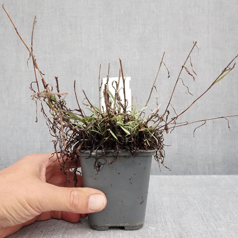 Amostra de Leontopodium alpinum Mont Blanc Vaso de 8/9 cm tal como entregue no outono