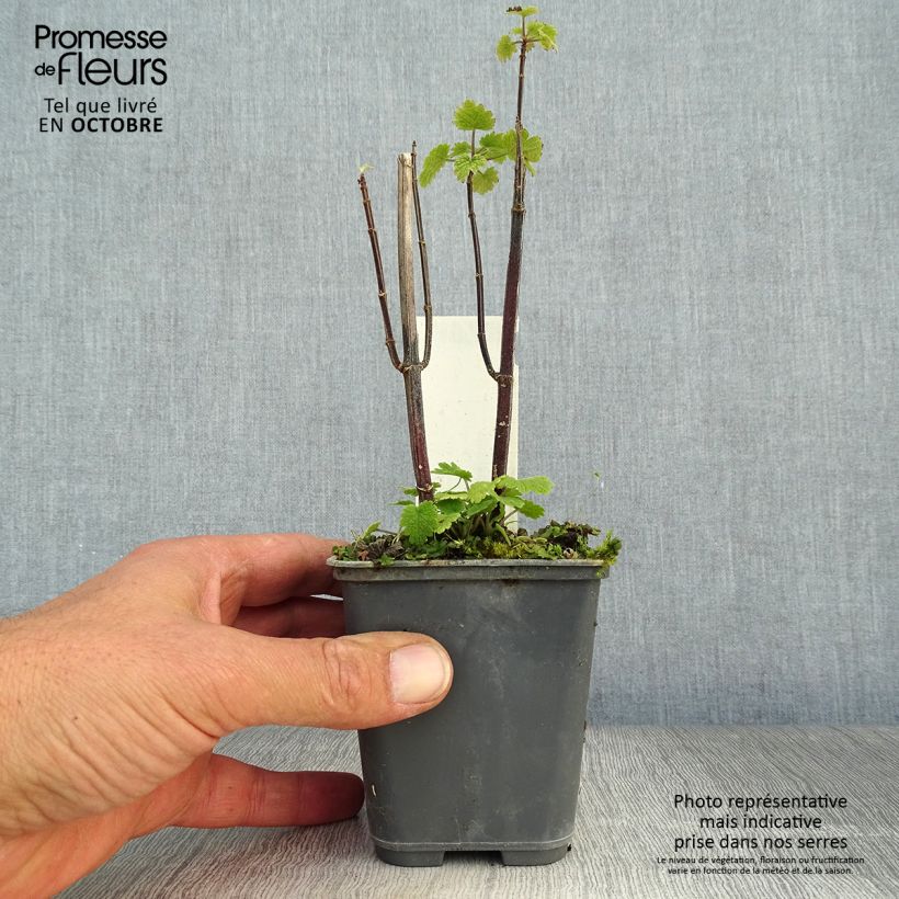 Amostra de Leonurus cardiaca Vaso de 8/9 cm tal como entregue no outono