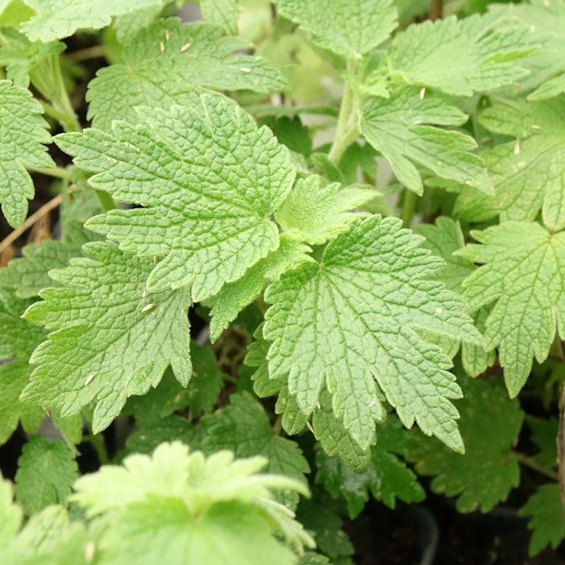 Leonurus cardiaca (Folhagem)