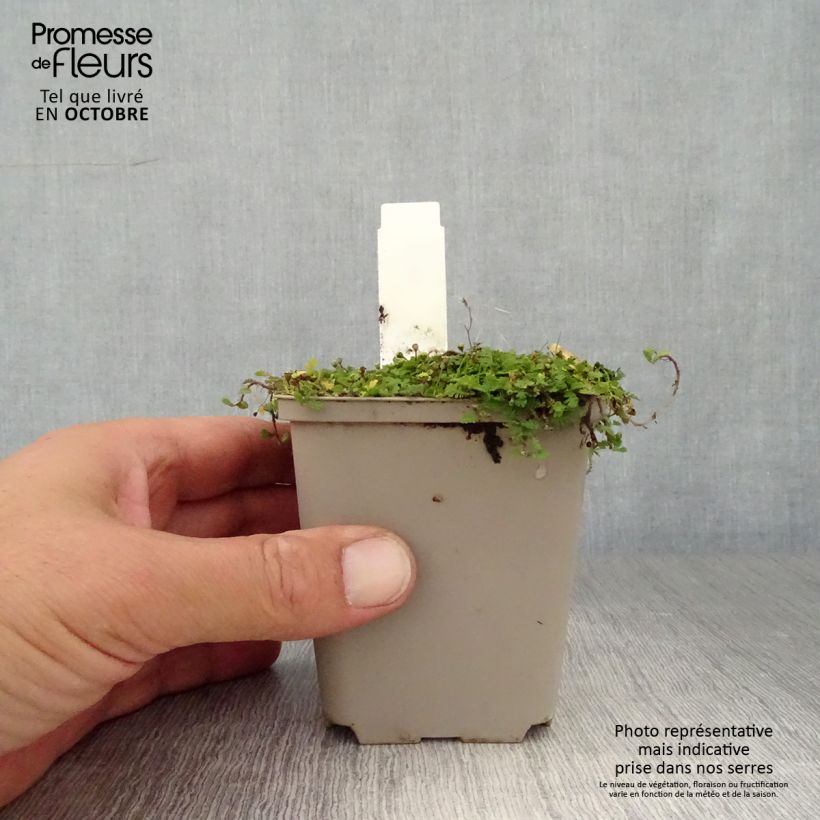 Amostra de Leptinella dioica Minima Vaso de 8/9 cm tal como entregue no outono