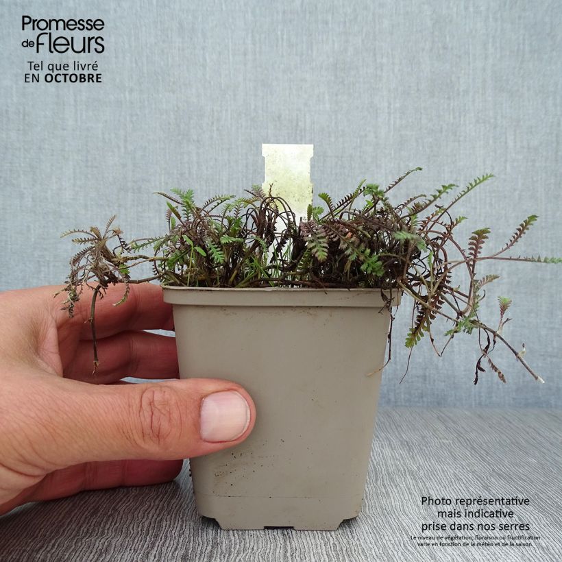 Amostra de Leptinella squalida Platt's Black Vaso de 8/9 cm tal como entregue no outono