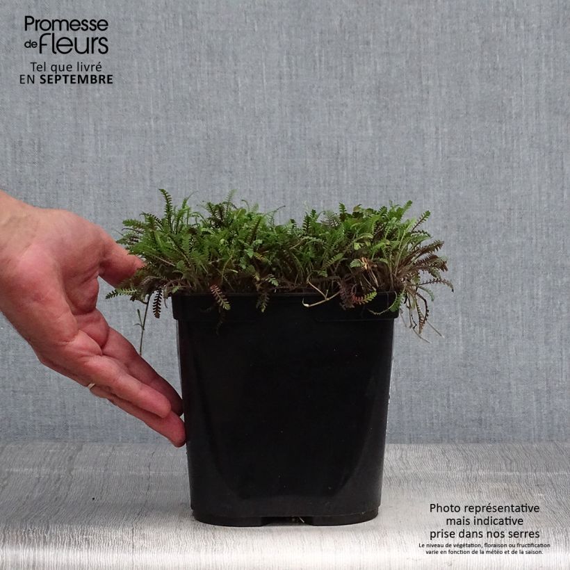 Amostra de Leptinella squalida Platt's Black Vaso de 3 L/4 L tal como entregue no outono