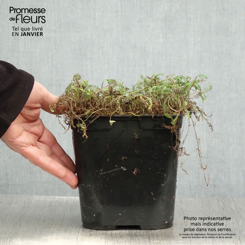 Amostra de Leptinella squalida Platt's Black Vaso de 3 L/4 L tal como entregue no inverno