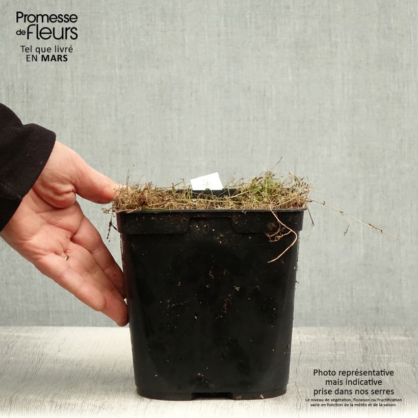 Amostra de Leptinella squalida Platt's Black Vaso de 3 L/4 L tal como entregue na primavera