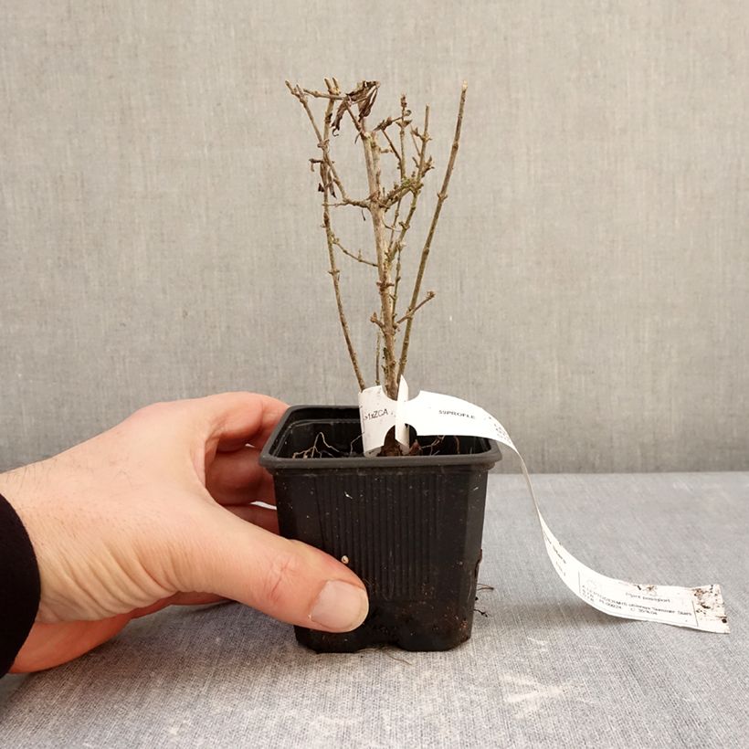 Amostra de Leptodermis oblonga Summer Stars Vaso de 8/9 cm tal como entregue no inverno