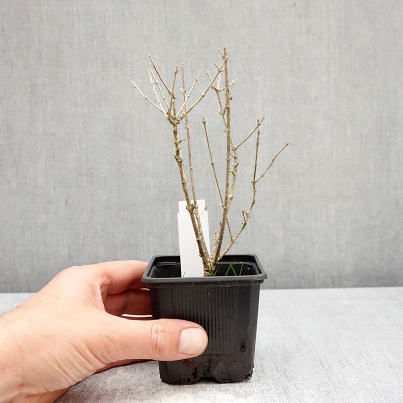 Amostra de Leptodermis oblonga Summer Stars Vaso de 8/9 cm tal como entregue na primavera