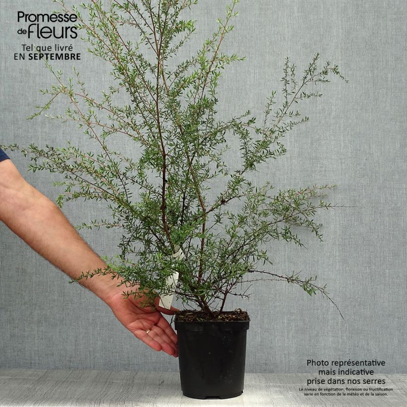 Amostra de Leptospermum scoparium Coral Candy Vaso de 2 L/3 L tal como entregue no outono