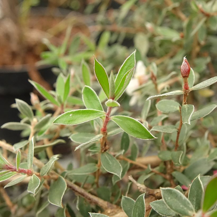 Leptospermum lanigerum Mesmer Eyes (Folhagem)