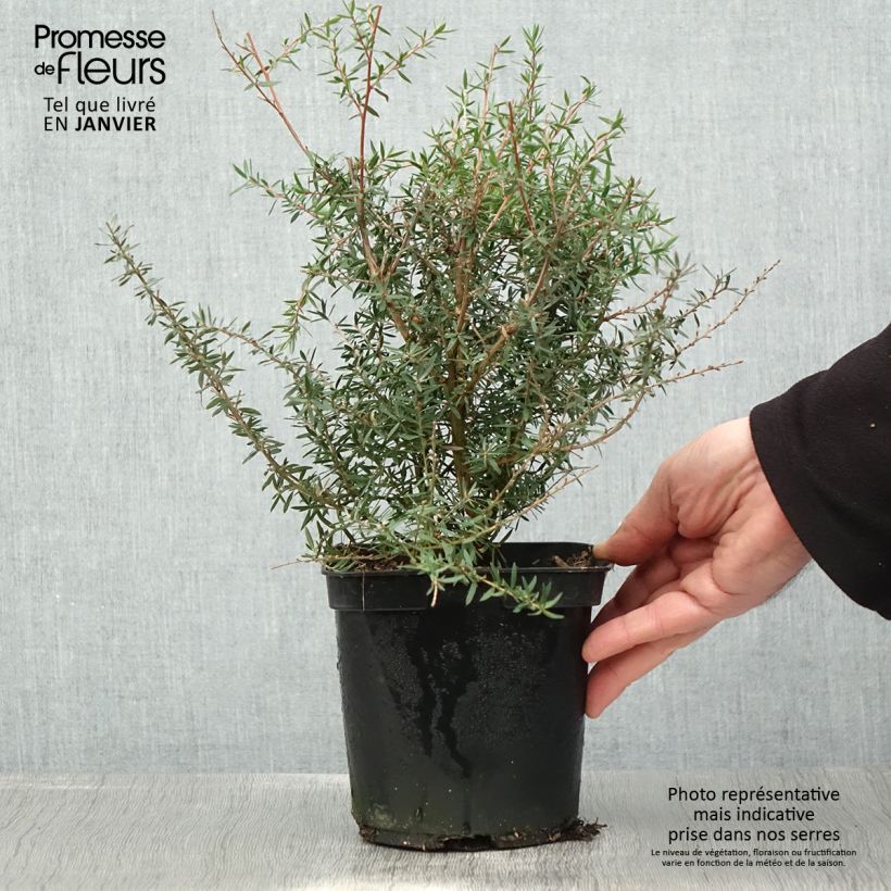 Amostra de Leptospermum scoparium Apple blossom - Arbre à thé de Nouvelle-Zélande Pot de 2L/3L tal como entregue no inverno