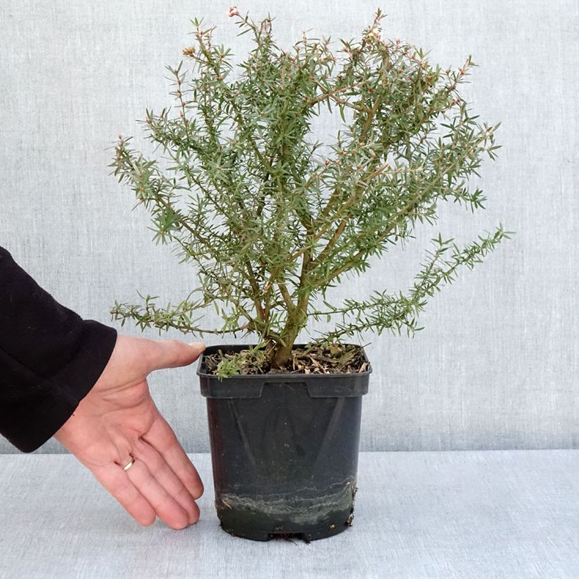 Amostra de Leptospermum scoparium Apple Blossom Vaso de 2 L/3 L tal como entregue na primavera