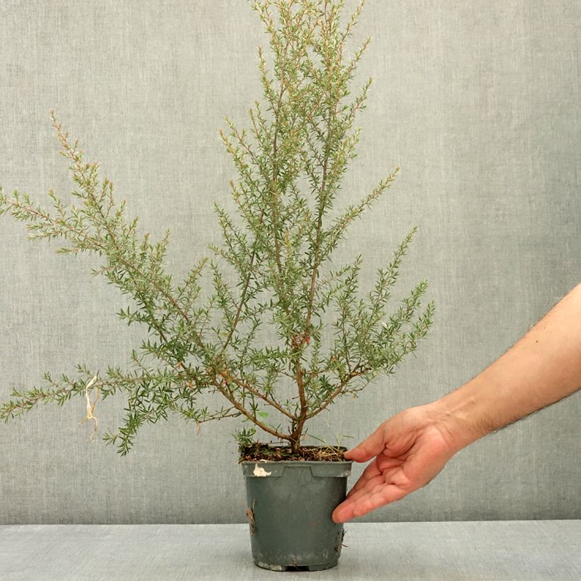 Amostra de Leptospermum scoparium Apple Blossom Vaso de 2 L/3 L tal como entregue no verão