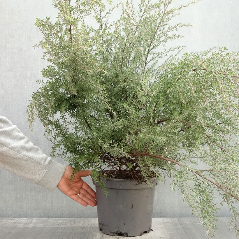 Amostra de Leptospermum scoparium Martini Vaso de 7,5 L/10 L tal como entregue no outono