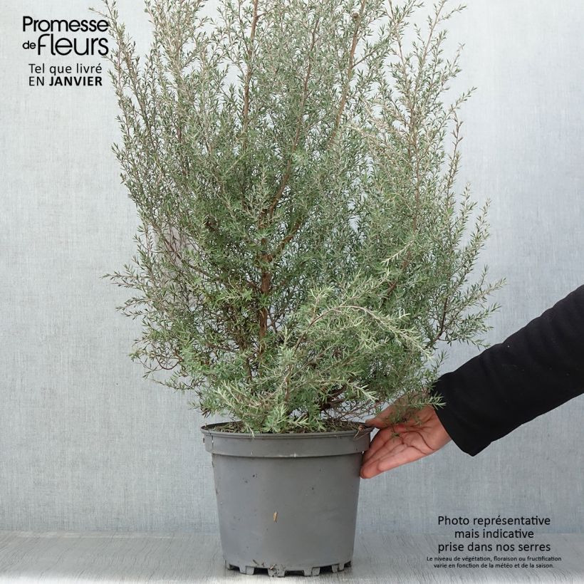 Amostra de Leptospermum  scoparium Martini - Arbre à thé Vaso de 7,5 L/10 L tal como entregue no inverno