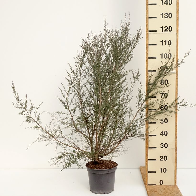 Amostra de Leptospermum scoparium Martini Vaso de 7,5 L/10 L tal como entregue no verão