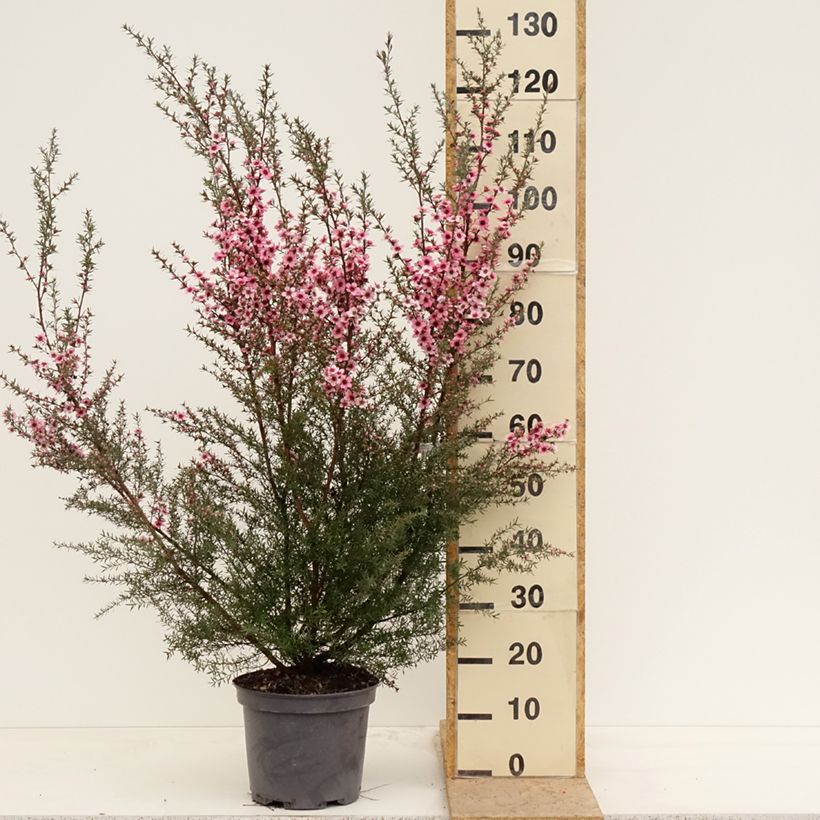 Amostra de Leptospermum scoparium Martini Vaso de 7,5 L/10 L tal como entregue na primavera