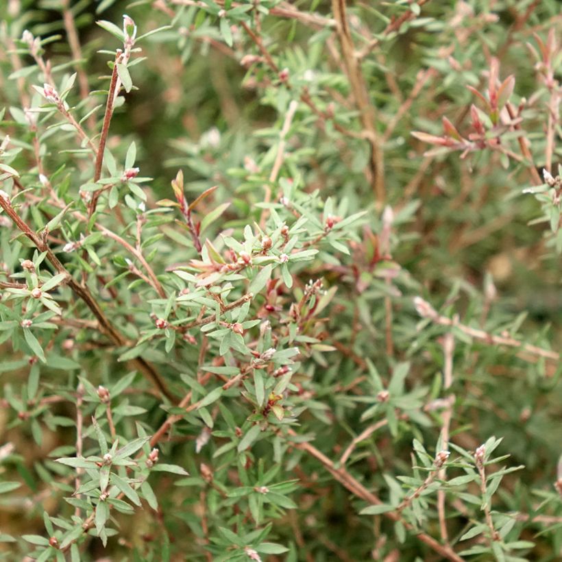 Leptospermum scoparium Nanum Kiwi (Folhagem)