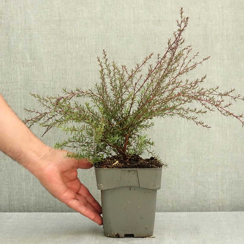 Amostra de Leptospermum scoparium Red Damask Vaso de 2 L/3 L tal como entregue no verão