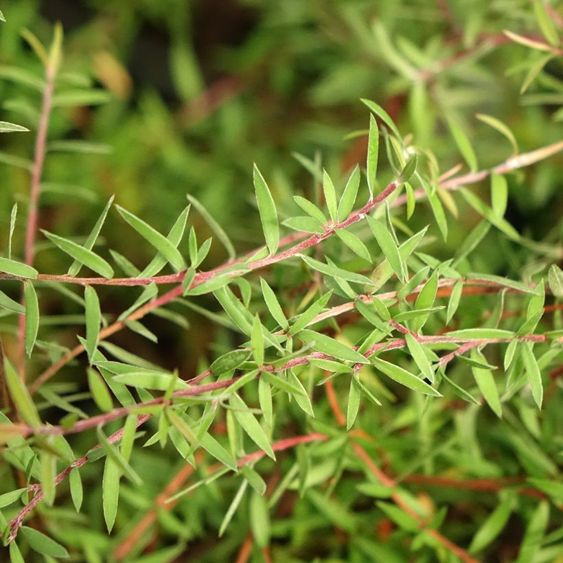 Leptospermum scoparium Red Falls (Folhagem)