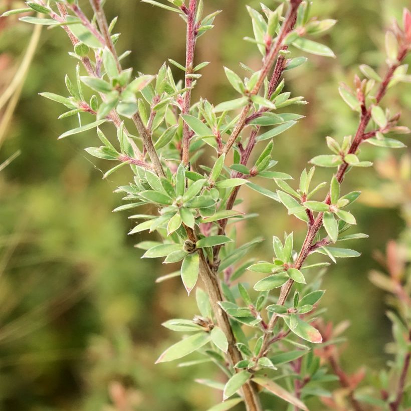 Leptospermum scoparium Snow Flurry (Folhagem)