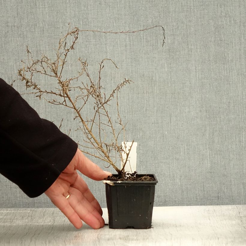 Amostra de Leptospermum scoparium Snow Flurry Vaso de 8/9 cm tal como entregue no outono