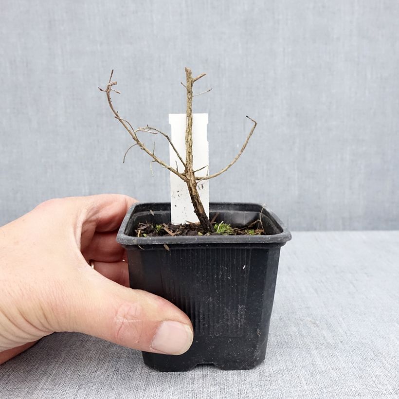 Amostra de Leptospermum scoparium Snow Flurry Vaso de 8/9 cm tal como entregue na primavera