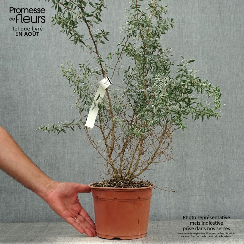 Amostra de Leptospermum lanigerum Silver Sheen Vaso de 2 L/3 L tal como entregue no verão