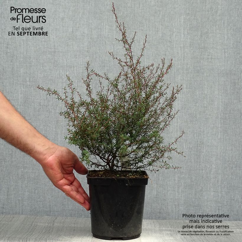 Amostra de Leptospermum scoparium Wiri Kerry Vaso de 2 L/3 L tal como entregue no outono