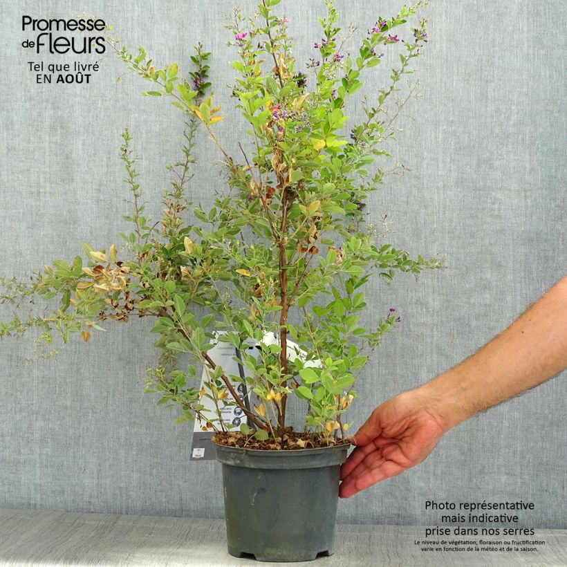 Amostra de Lespedeza bicolor Summer Beauty Vaso de 3 L/4 L tal como entregue no verão