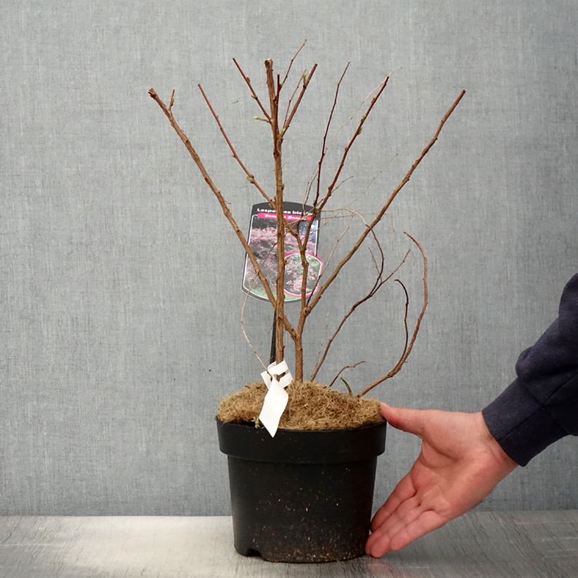 Amostra de Lespedeza bicolor Summer Beauty Vaso de 3 L/4 L tal como entregue na primavera