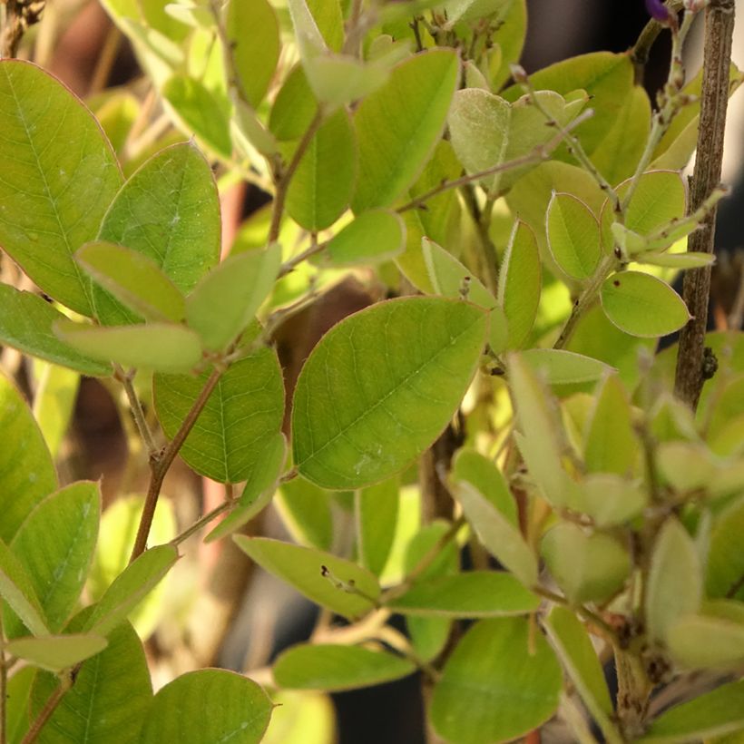 Lespedeza bicolor Summer Beauty (Folhagem)