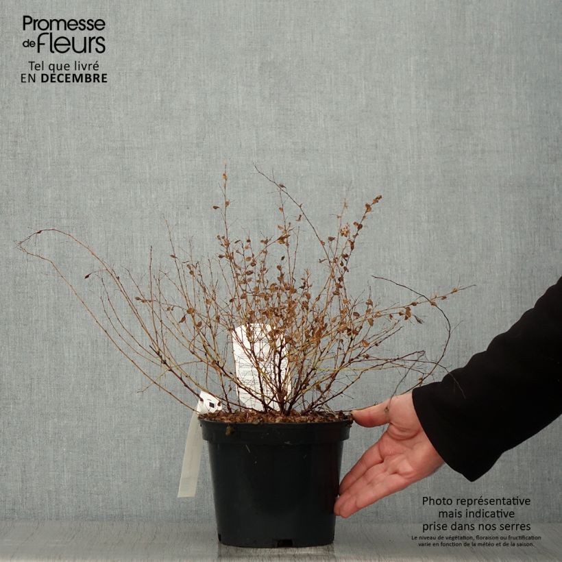 Amostra de Lespedeza bicolor Yakushima Vaso de 3 L/4 L tal como entregue no outono