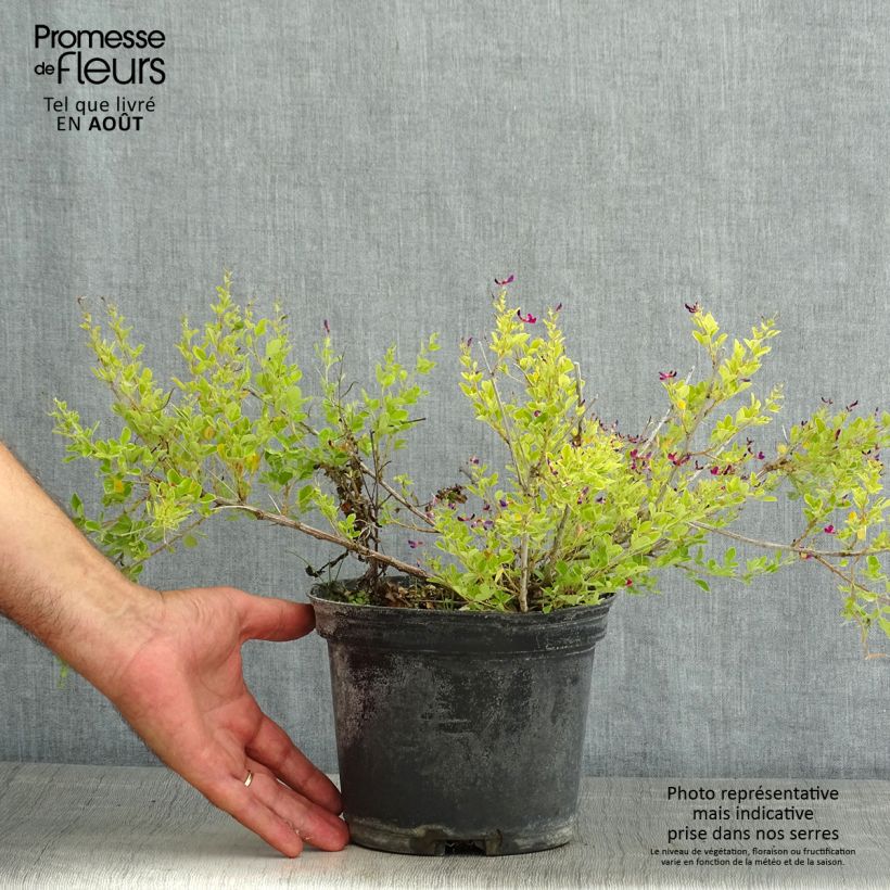Amostra de Lespedeza bicolor Yakushima Vaso de 3 L/4 L tal como entregue no verão